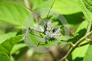 Wheel bug Arilus cristatus on green leaves background, closeup