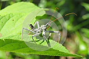 Wheel bug Arilus cristatus on green leaves background, closeup