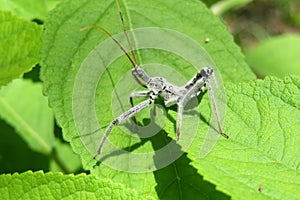 Wheel bug Arilus cristatus on green leaves background, closeup