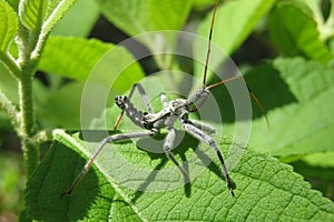 Wheel bug Arilus cristatus on green leaves background, closeup