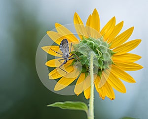 Wheel bug (Arilus cristatus) on sunflower