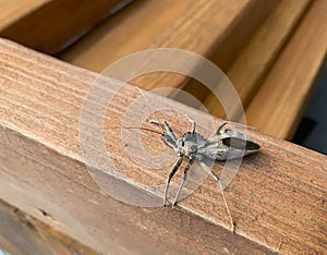 Wheel bug on wood, Arilus Cristatus