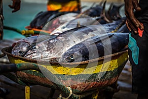 Wheel cart full of tuna on fish market on African wooden pier in Sal, Cabo Verde