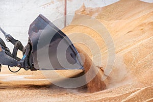 Wheel loader close up, excavator loading sand at construction site.