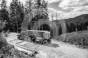 Wheel-mounted loader, timber grab. Felling of trees,cut trees , forest cutting area, forest protection concept. Forest