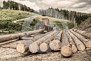 Wheel-mounted loader, timber grab. Forest industry. Lumberjack with modern harvester working in a forest