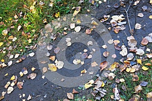 A wheel print on an autumn dirt road.