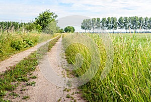 Wheel track on a dirt road in a rural area