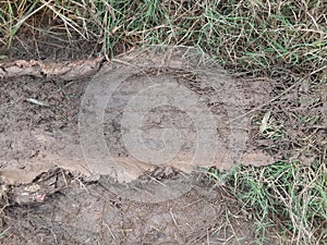 Wheel track on dirt soil texture after raining day