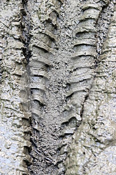 Wheel tracks in the mud, detail footprints bike.