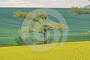 Panorama of spring rolling fields