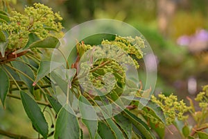 Wheel tree Trochodendron aralioides, with yellowish green flowers