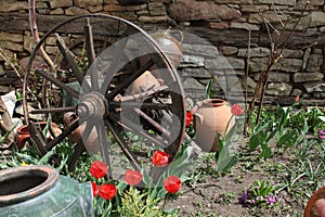A wheel in tulip garden