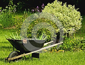 Wheelbarrel and garden photo