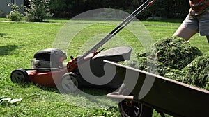 Wheelbarrow with cut grass and gardener woman mowing lawn with mower. 4K