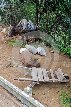 Wheelbarrow and a donkey of a roadside seller along La Farola road between Guantanamo and Baracoa, Cu