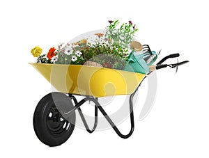 Wheelbarrow with flowers and gardening tools isolated