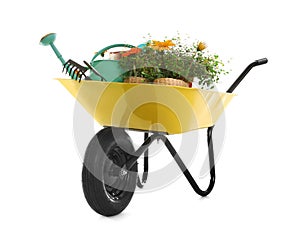 Wheelbarrow with flowers and gardening tools isolated