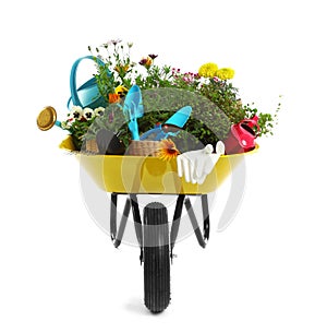 Wheelbarrow with flowers and gardening tools isolated