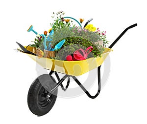 Wheelbarrow with flowers and gardening tools isolated