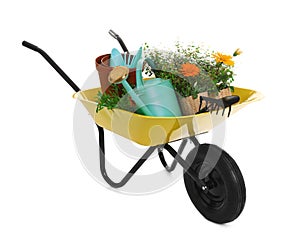 Wheelbarrow with flowers and gardening tools isolated