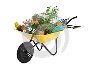 Wheelbarrow with flowers and gardening tools on white photo