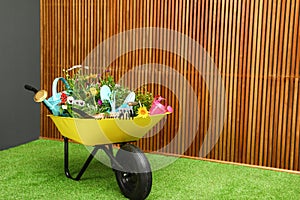 Wheelbarrow with flowers and gardening tools near wall