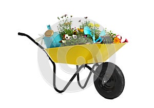 Wheelbarrow with flowers and gardening tools on white