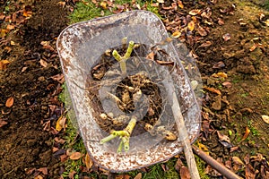 Wheelbarrow with freshly lifted dahlia tubers ready to be washed and prepared for winter storage. Autumn gardening jobs.