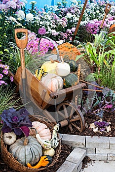 Wheelbarrow full of assorted pumpkins and gourds