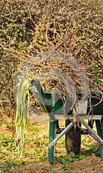 Wheelbarrow full of brambles photo