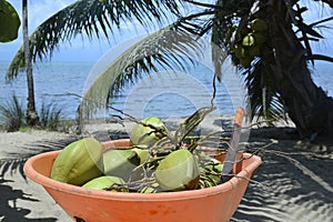 Wheelbarrow full of coconuts