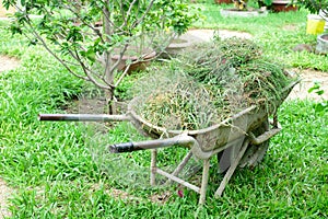 wheelbarrow full of cut grass standing in the garden