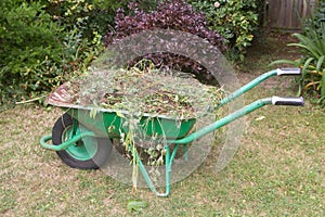 Wheelbarrow full of garden waste