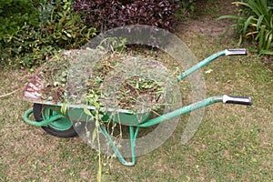 Wheelbarrow full of garden waste