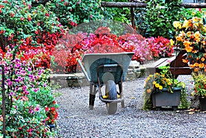 Wheelbarrow in garden