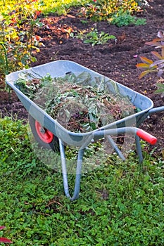 wheelbarrow in the garden full of weeds and branches,mowed grass.Garden trolley with soil on the lawn.Gardener's