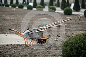 Wheelbarrow with gardening tools shovels, rake on the site of a tree plantation
