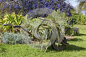 Wheelbarrow with grass