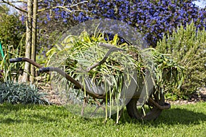 Wheelbarrow with grass