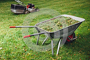 Wheelbarrow with grass and lawnmower on green lawn