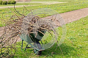 Wheelbarrow on lawn filled with pruned branches