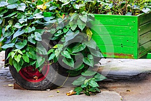 Wheelbarrow with plants in a garden