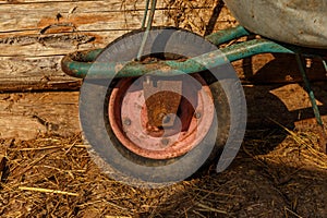 Wheelbarrow rusty wheel close-up