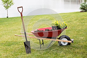 Wheelbarrow with seedlings and a spade