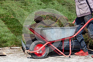 Wheelbarrow with sod for new garden lawn, gardening