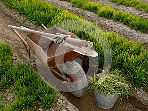 Wheelbarrow with tools in a spring garden