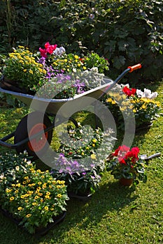 Wheelbarrow and trays with new plants photo