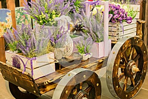 Wheelbarrow with wooden boxes full of blooming lavender flowers. Decorative elements