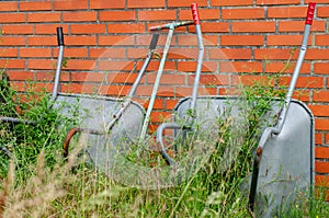 Wheelbarrows in neglected garden